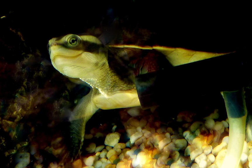 The head and face of a northern yellow-faced turtle as it swims in an aquarium.