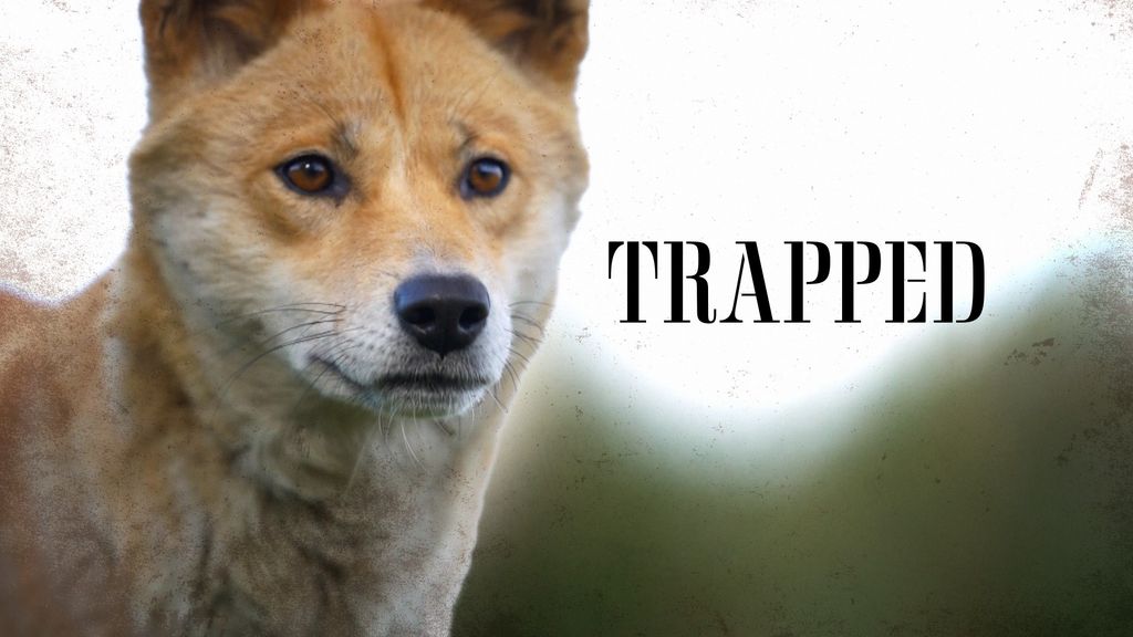 The dingo debate and the controversial practice of wild dog management ...