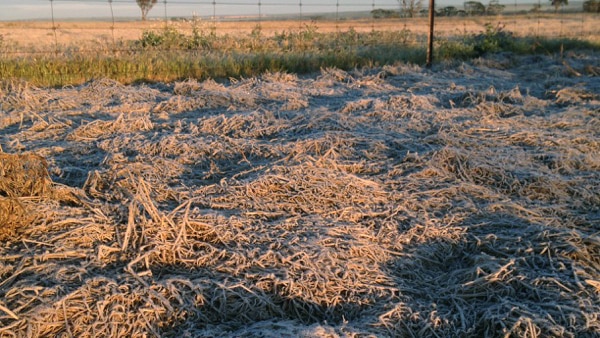 Wheat crop destroyed by frost.