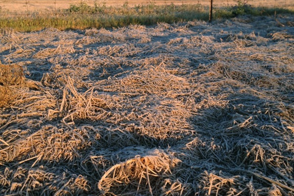 Wheat crop destroyed by frost.