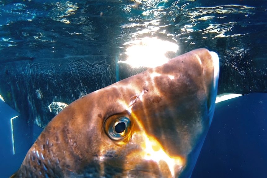 A snapper raises its head near a boat