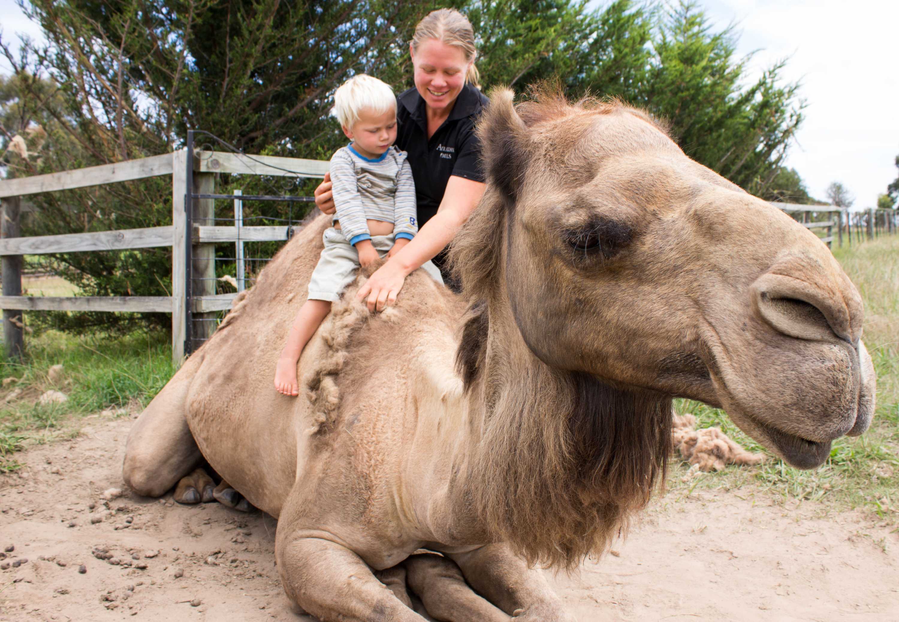 tara and owen on camel
