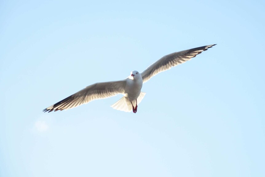 A seagull hovers in the sky