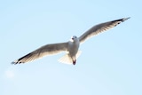 Ms Spilsted says many seagulls and pelicans are becoming tangled in plastic bags or fishing line. (File photo)