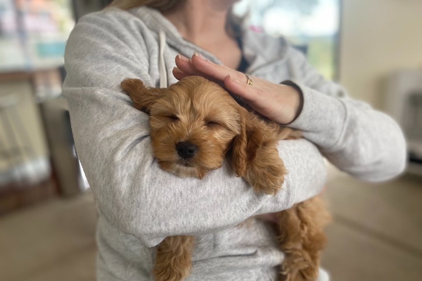 Woman holds a young puppy in her arms