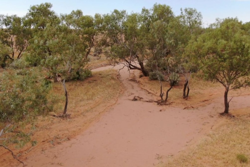 Dry dirt and trees in an arid landscape.