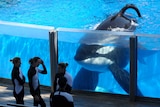 Orca whale Tilikum watches four SeaWorld trainers through a glass wall in its enclosure.