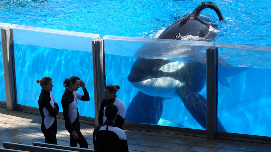 Orca whale Tilikum watches four SeaWorld trainers through a glass wall in its enclosure.