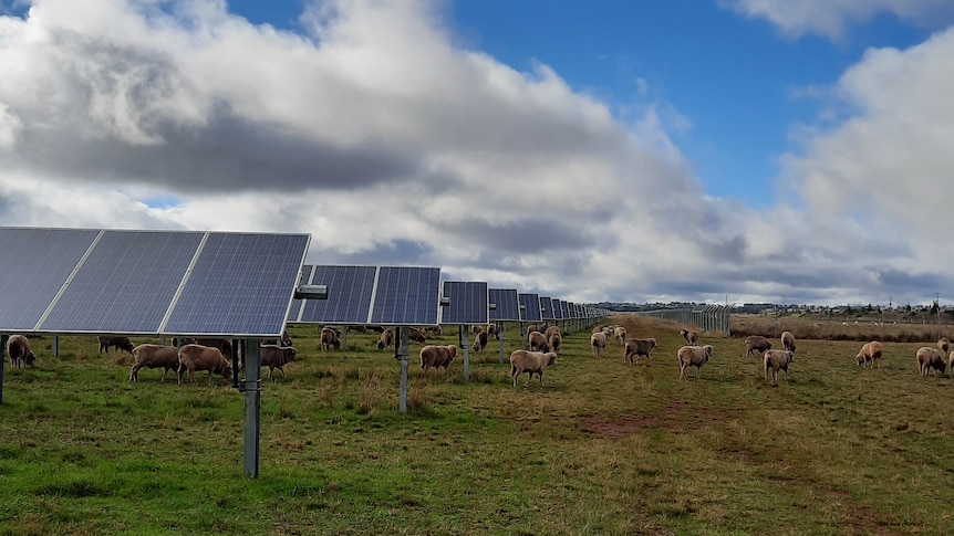 Sheep graze under and around solar panels.