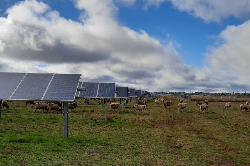 Sheep graze under and around solar panels.