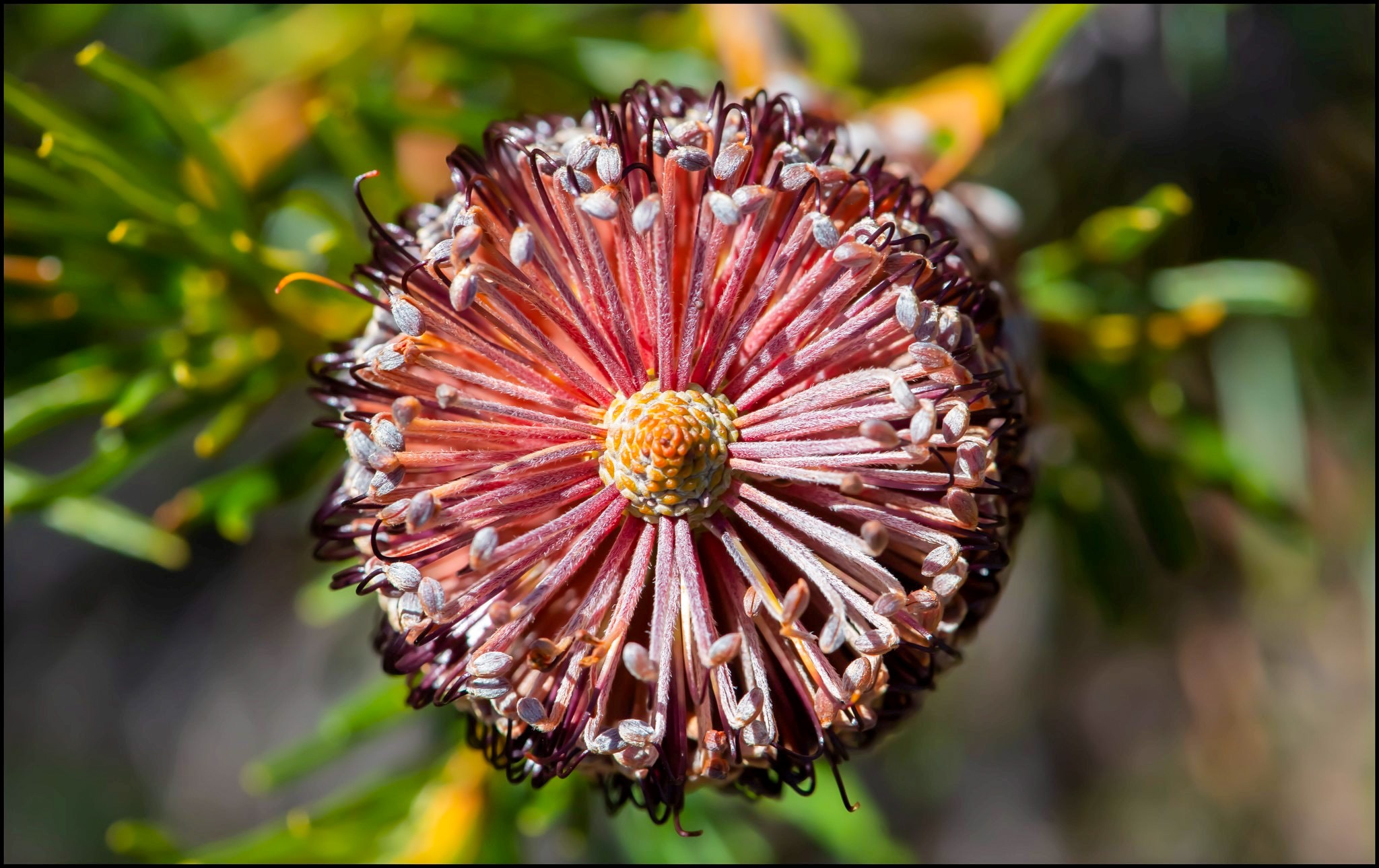 Long purple petals opening up from the yellow centre of a flower.