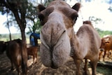 Up close of a camel nose