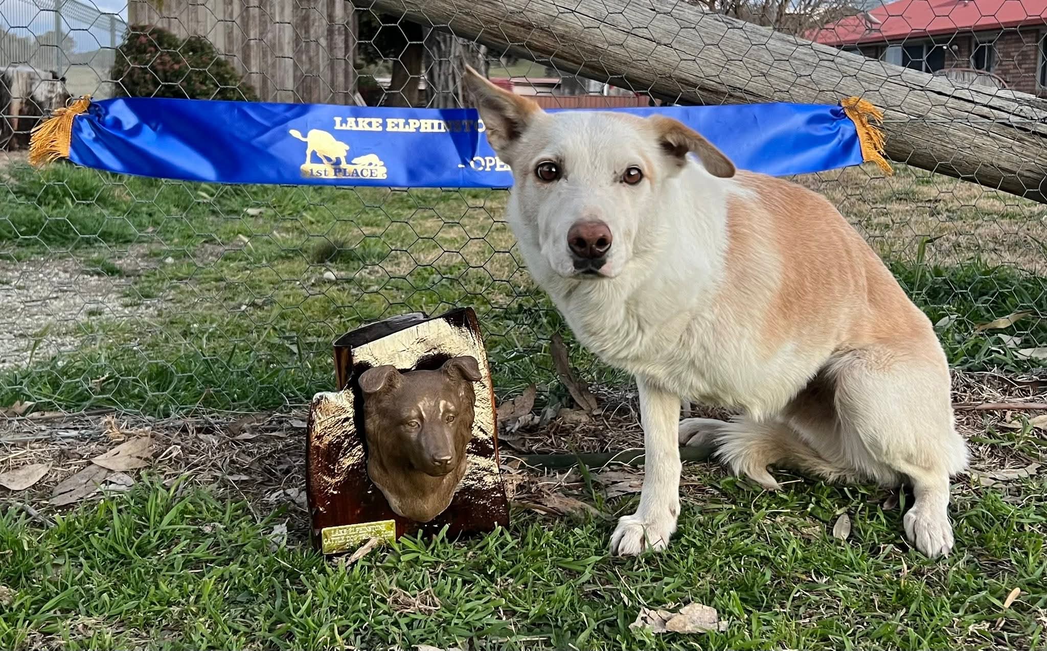 A border collie with three legs sits beside his trophy and ribbon
