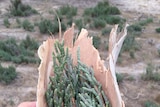 a bunch of succulent green natives wrapped in a piece of paper bark