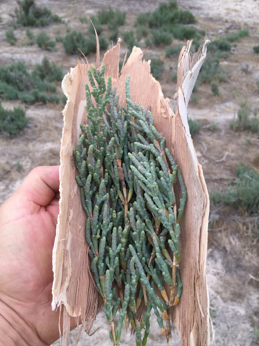 a bunch of succulent green natives wrapped in a piece of paper bark