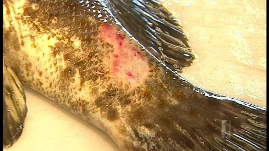 Diseased fish found in Gladstone harbour (ABC TV)