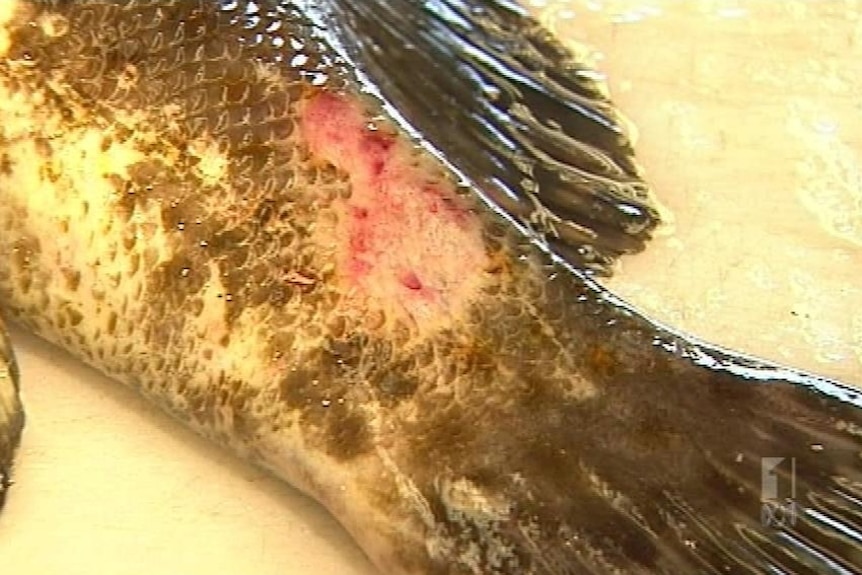 Diseased fish found in Gladstone harbour (ABC TV)