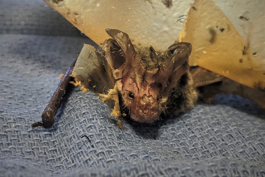 A tiny bat looking worse for wear, its body stuck to fly paper.