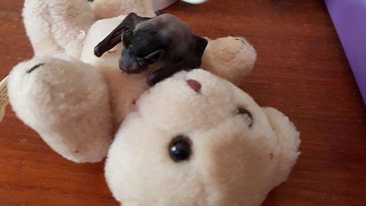 small black bat perched on chest of a light brown teddy bear laying on it's back