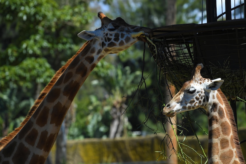 two giraffes eating in their enclosure