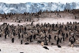 A colony of gentoo penguins congregate on the Antarctic Peninsula.
