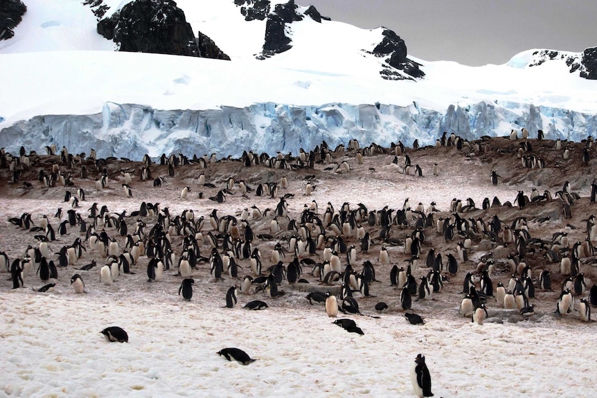 A colony of gentoo penguins congregate on the Antarctic Peninsula.