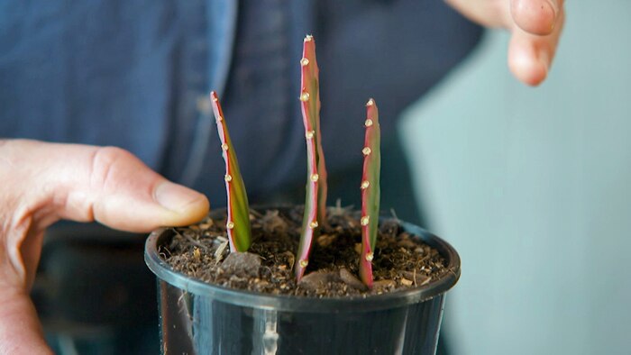 Rhipsalis - Gardening Australia