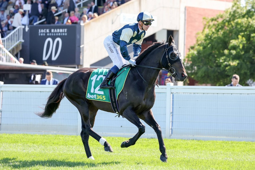 A horse parades before a race.