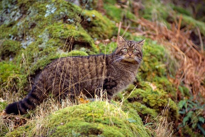 A wildcat on a moss-covered rock