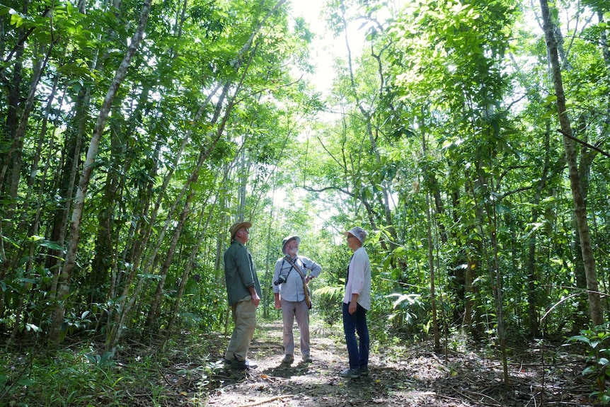 Three people standing in a rainforest.