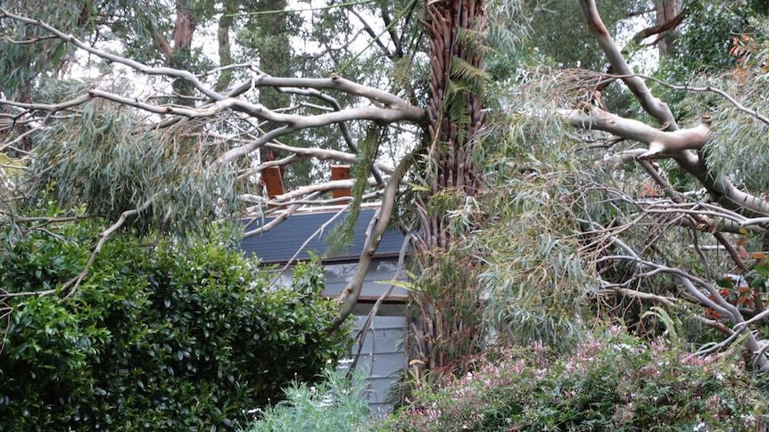 Fallen tree east of Melbourne on October 9