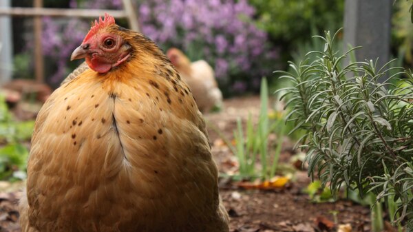 A brown and gold chicken in a backyard
