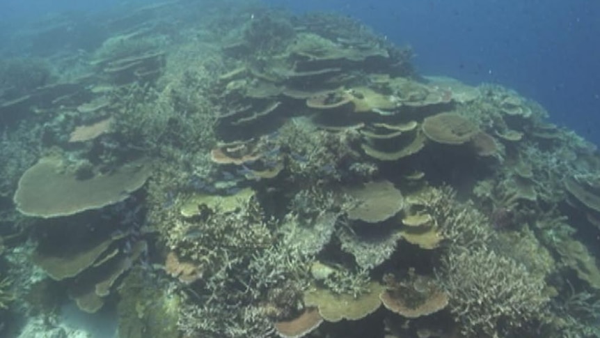 Barrier Reef before and after Cyclone Ita
