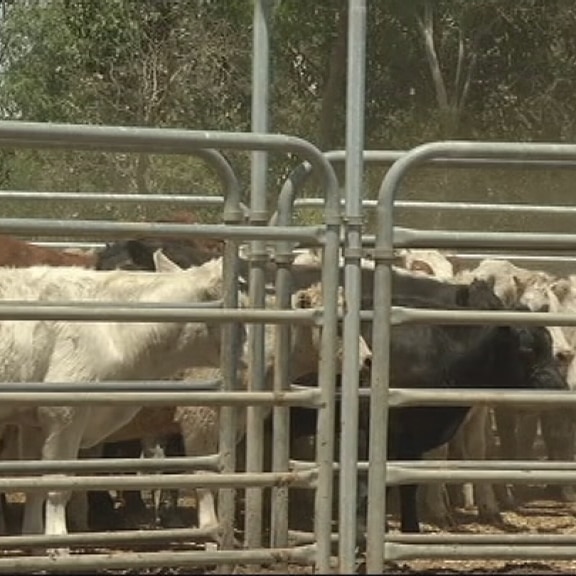 Shire calls for Boyanup cattle saleyards relocation