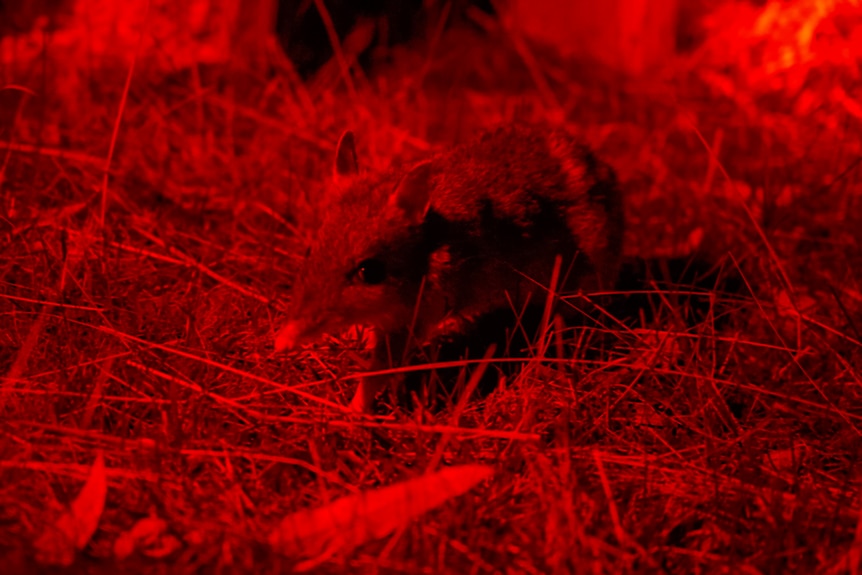 A torch shines on a bandicoot in grass at night.