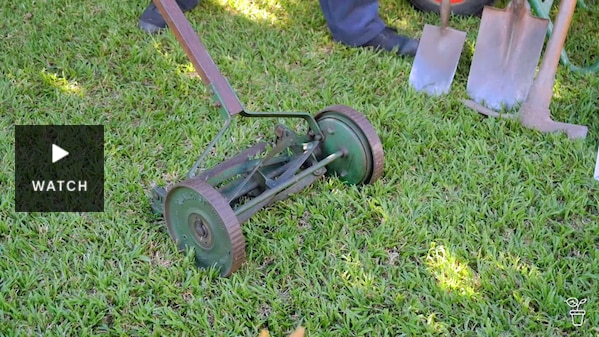 A push reel mower on a lawn in a garden. Has Video.