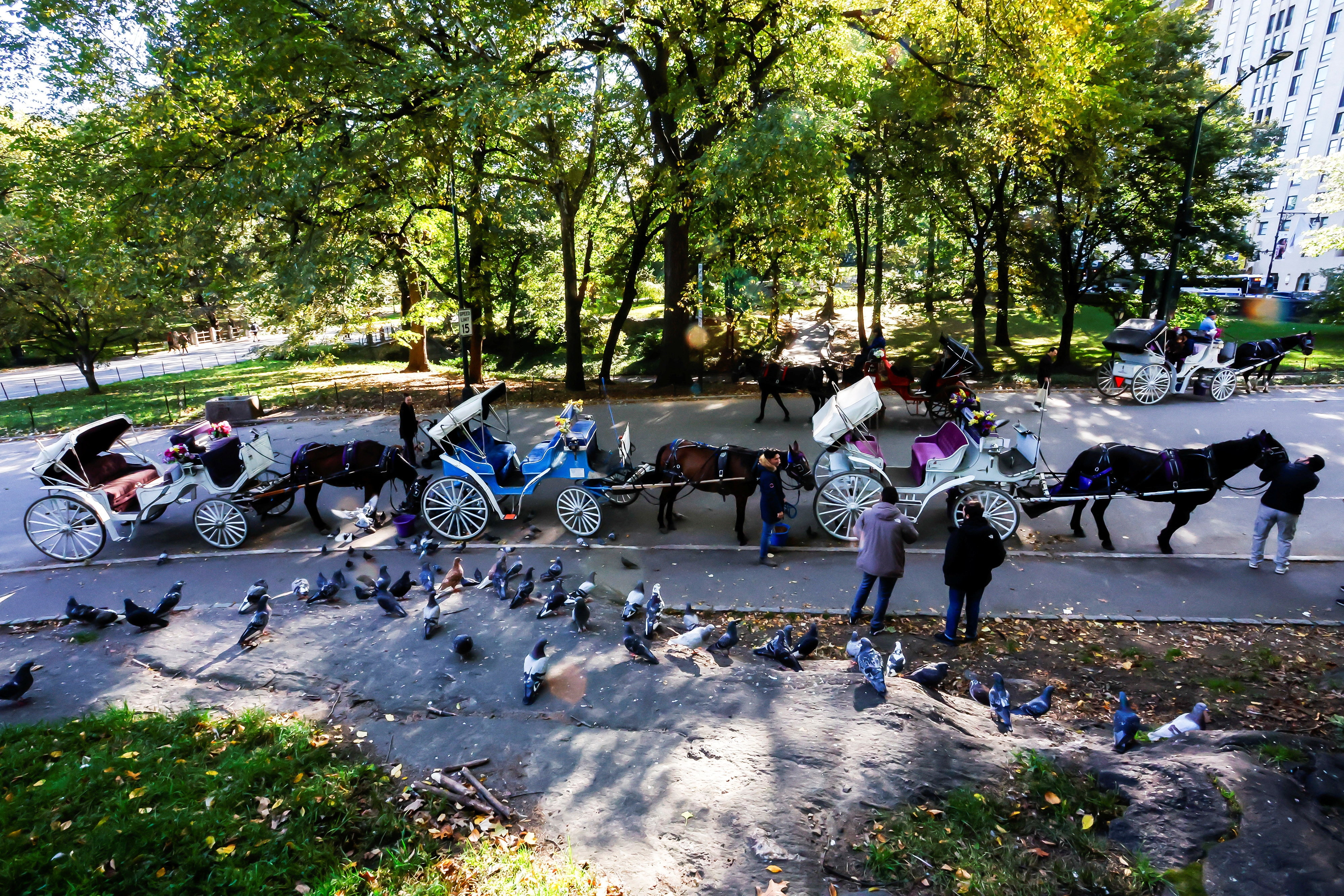 Three horse-drawn carriages stand in line like taxis at a rank. Another is driving down the path next to them.