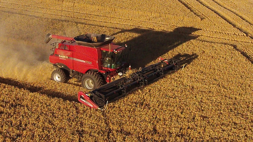 A combine harvester in a wheat field