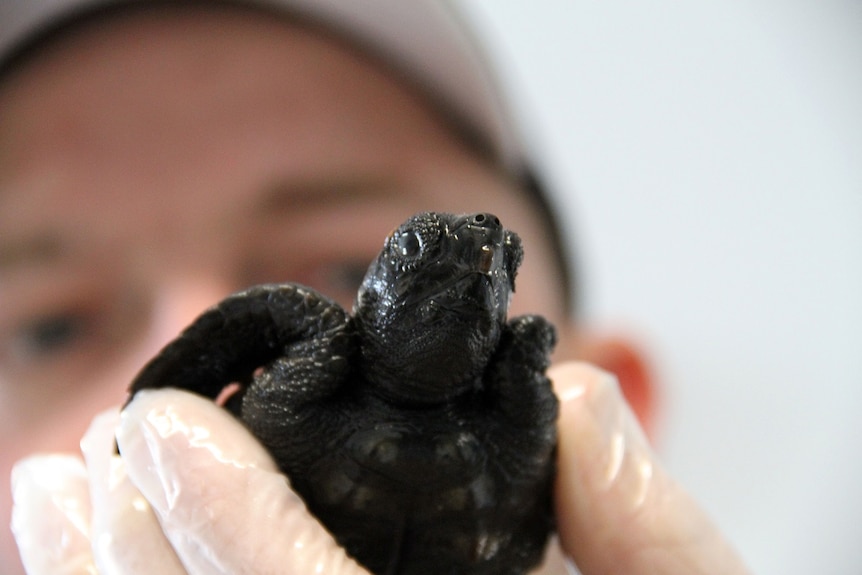 Marine biologist Phil Coulthard inspects one of the rescued loggerhead turtles