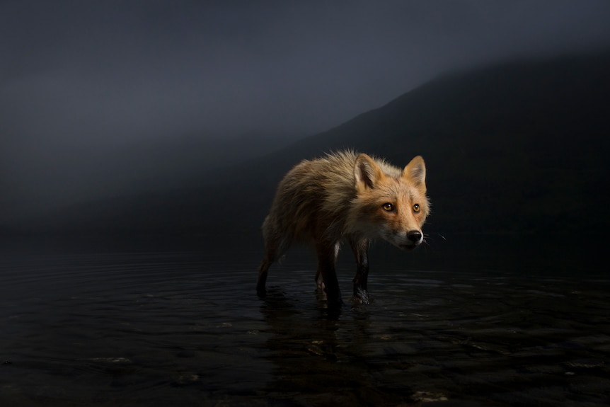 A fox, in the dark, appears to be stalking something.