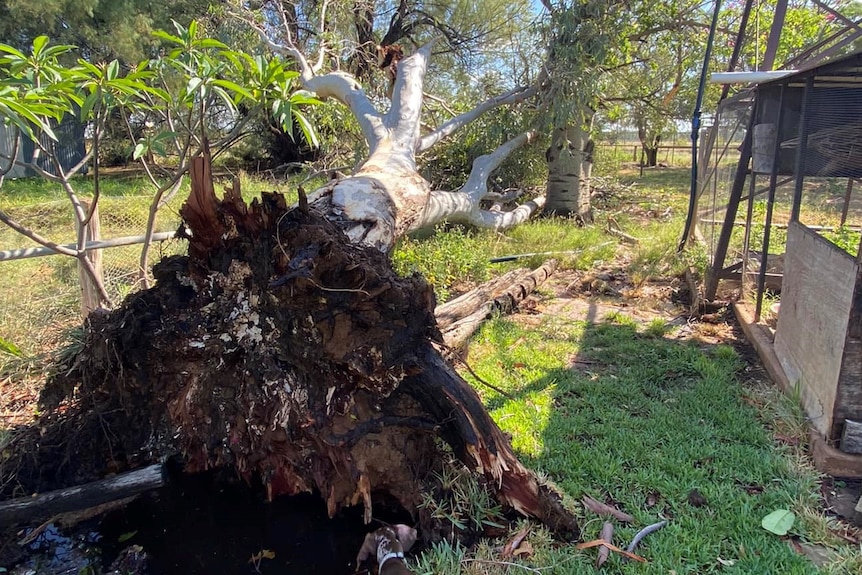 A large white tree is uprooted and felled due to wild stormy weather.