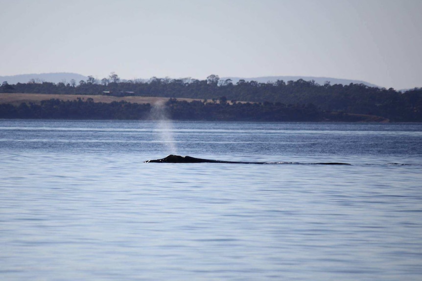 A whale in Hobart's River Derwent, November 22, 2017.