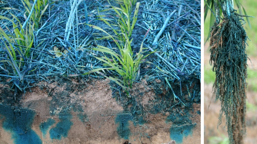 A cross section of a trial site, blue dye shows where the water has gone down into the old roots.