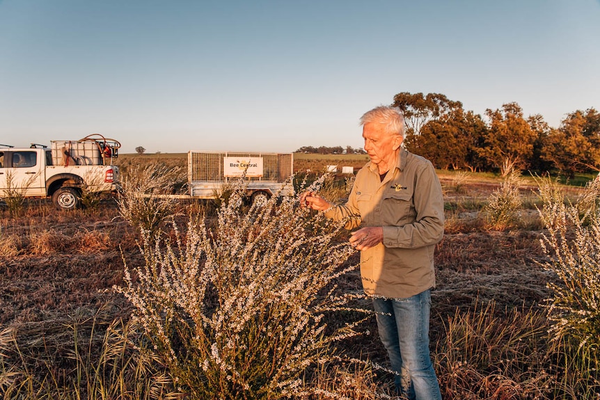 A mean stands in a field and examines a bush.