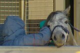 A breeder has sought legal advice to fight the DPI order to euthanase his horse.
