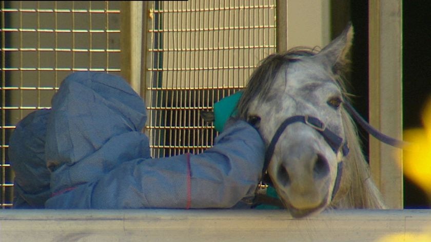 A vet, wearing protective gear, attends to a horse in a stable.