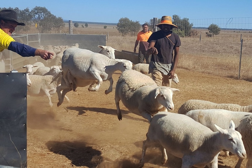 Sheep drafting