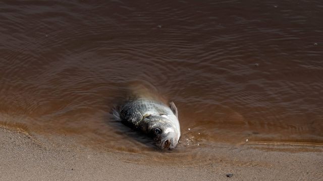 A dead fish in brown water