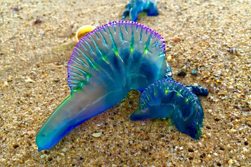 A bluebottle on Dudley Beach