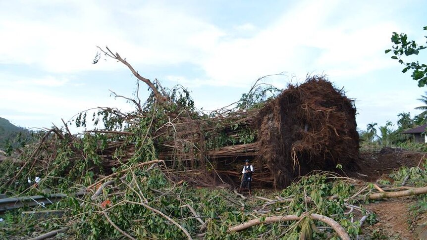 A huge tree uprooted by Super Typhoon Maysak